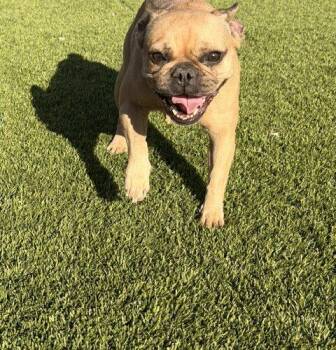 Melody -  French Bulldog Dog for Adoption in Henderson, Nevada - Melody | PetCurious