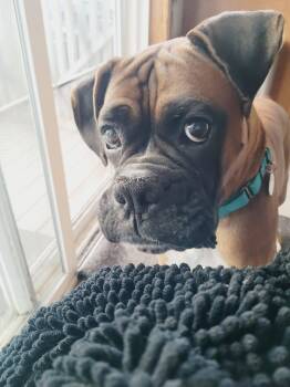 Donnie -  Boxer Dog for Adoption in Stanwood, Washington - Donnie | PetCurious