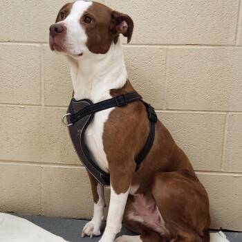 Grace -  Mixed Breed Dog for Adoption in Winston-salem, North Carolina - Grace | PetCurious