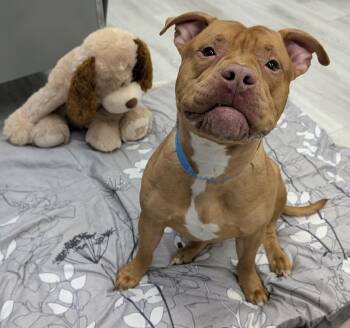 Mixed Breed Dogs Available for Adoption in Detroit, Michigan - Blazer | PetCurious