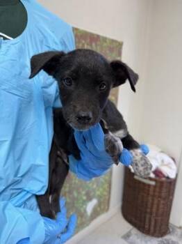 Shepherd and Mixed Breed Dogs Available for Adoption in San Antonio, Texas - Serdaz | PetCurious