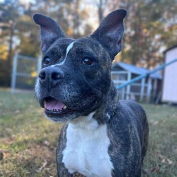 Rescue American Staffordshire Terrier Dogs for Adoption in Ashland, Virginia - Tilly | PetCurious
