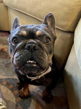 Skully -  French Bulldog Dog for Adoption in New Orleans, Louisiana - Skully | PetCurious
