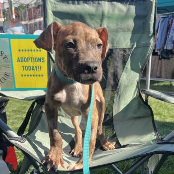 Lil Guy -  Pit Bull Terrier Dog for Adoption in Fort Collins, Colorado - Lil Guy | PetCurious