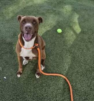 Pit Bull Terrier Dogs Available for Adoption - Rodney : The Tap Dancer | PetCurious