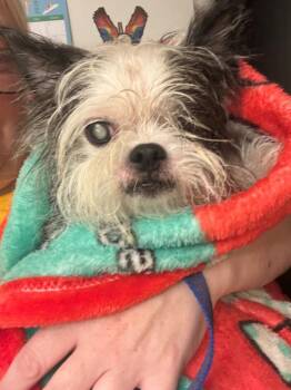 Walter -  Terrier Dog for Adoption in New Kensington, Pennsylvania - Walter | PetCurious