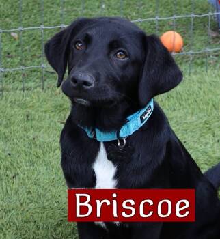 Labrador Retriever Dogs Available for Adoption in Southlake, Texas - Briscoe | PetCurious