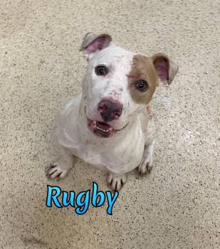 Rugby -  Terrier Dog for Adoption in Muncie, Indiana - Rugby | PetCurious