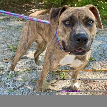 Cinnaboo 26-0743 -  Mixed Breed Dog for Adoption in Yanceyville, North Carolina - Cinnaboo 26-0743 | PetCurious