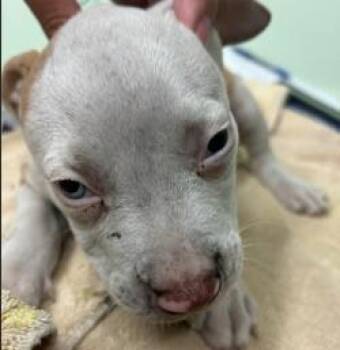 Dot -  Mixed Breed Dog for Adoption in Savannah, Georgia - Dot | PetCurious