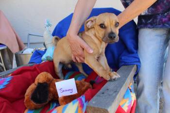 Rescue Chihuahua and Dachshund Dogs for Adoption in Imperial Beach, California - Sammy | PetCurious