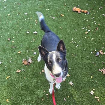 Cookie -  Border Collie Dog for Adoption in Briarcliff Manor, New York - Cookie | PetCurious