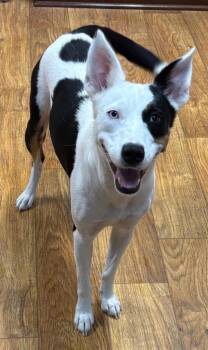 Sunflower -  Mixed Breed Dog for Adoption in Ocala, Florida - Sunflower | PetCurious