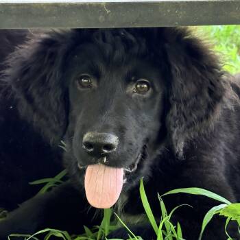 Jude -  Great Pyrenees and Terrier Dog for Adoption in Auburn, Nebraska - Jude | PetCurious