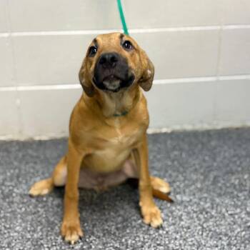 Squish -  Mixed Breed Dog for Adoption in New York, New York - Squish | PetCurious