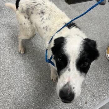 Weston -  Border Collie and Mixed Breed Dog for Adoption in Durango, Colorado - Weston | PetCurious