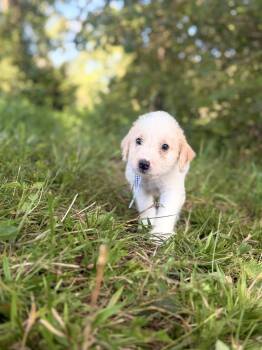 Kris- Transport -  Wheaten Terrier and Australian Shepherd Dog for Adoption in Gradyville, Kentucky - Kris- Transport | PetCurious