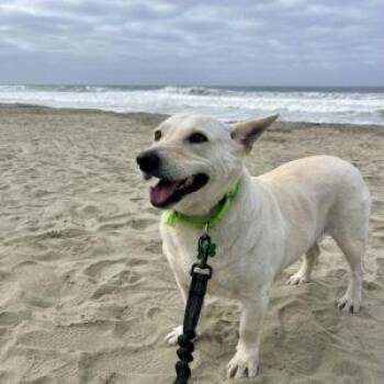 Betty 2 -  Mixed Breed and Terrier Dog for Adoption in San Diego, California - Betty 2 | PetCurious