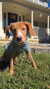 Linda -  Mixed Breed Dog for Adoption in Fredericksburg, Virginia - Linda | PetCurious