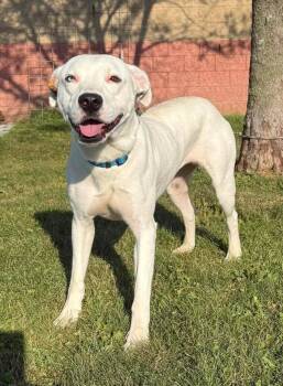 Sugar -  Pit Bull Terrier Dog for Adoption in Maryville, Missouri - Sugar | PetCurious