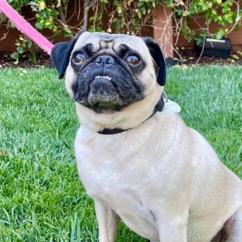 Sea Biscuit -  Pug Dog for Adoption in Walnut Creek, California - Sea Biscuit | PetCurious