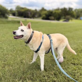 Bernie -  Husky Dog for Adoption in Mt. Juliet, Tennessee - Bernie | PetCurious