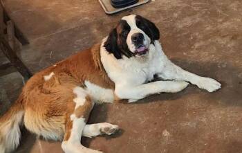Saint Bernard Dogs Available for Adoption - Pancho | PetCurious