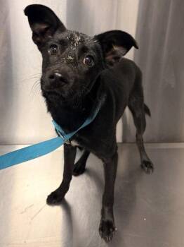 Hash Slinging Slasher -  Chihuahua and Terrier Dog for Adoption in Fresno, California - Hash Slinging Slasher | PetCurious