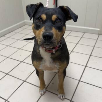 TUSC-Stray-86005 -  Terrier and Mixed Breed Dog for Adoption in Tuscaloosa, Alabama - TUSC-Stray-86005 | PetCurious