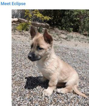 Eclipse -  Cardigan Welsh Corgi and Shepherd Dog for Adoption in Salt Lake City, Utah - Eclipse | PetCurious