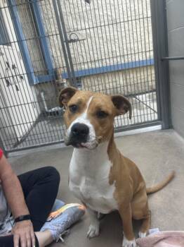 Pit Bull Terrier and Mixed Breed Dogs Available for Adoption - DOLLY PARTON | PetCurious