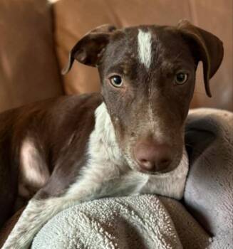 FONZIE -  English Pointer and Chocolate Labrador Retriever Dog for Adoption in Lincoln, Nebraska - FONZIE | PetCurious