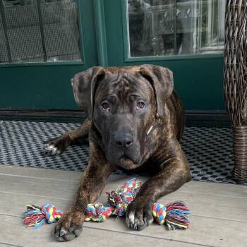 Presa Canario and Mastiff Dogs Available for Adoption in Bellingham, Washington - Dexter | PetCurious