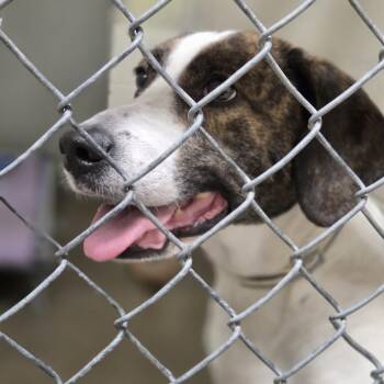 Pit Bull Terrier and Greyhound Dogs Available for Adoption in Pittsford, Vermont - Blu | PetCurious