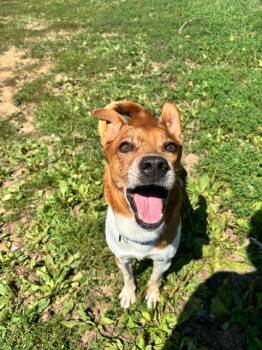 Chowder -  Terrier Dog for Adoption in Bloomington, Indiana - Chowder | PetCurious