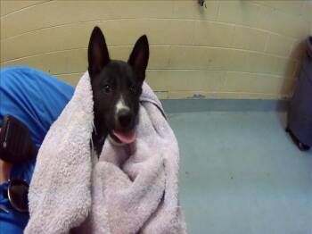 SOY SAUCE -  Siberian Husky and Mixed Breed Dog for Adoption in Tulsa, Oklahoma - SOY SAUCE | PetCurious