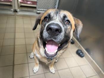 Baloo -  Mixed Breed Dog for Adoption in Wantagh, New York - Baloo | PetCurious