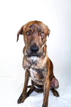 Dozer -  Shepherd Dog Available for Adoption in Bixby, Oklahoma - Dozer | PetCurious