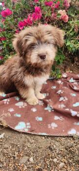 Acorn -  Goldendoodle Dog for Adoption in Torrance, California - Acorn | PetCurious