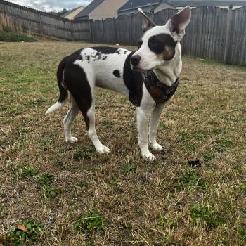 Abby Kate -  Mixed Breed Dog Available for Adoption in Grayson, Georgia - Abby Kate | PetCurious