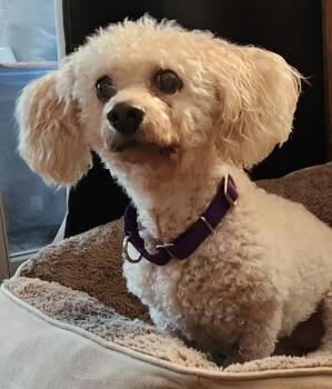 Rescue Poodle Dogs for Adoption in Silvana, Washington - Louie | PetCurious