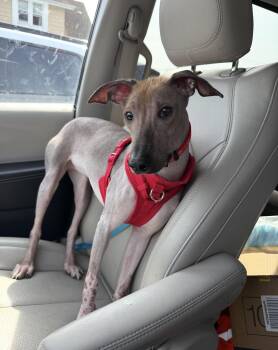 Xoloitzcuintli Mexican Hairless Dogs Available for Adoption - Princess Peach Fuzz | PetCurious