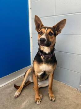 Mixed Breed Dogs Available for Adoption - BROOKIE | PetCurious