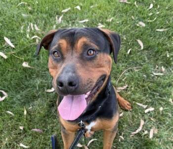 Rottweiler and Mixed Breed Dogs Available for Adoption in Martinez, California - FRANK | PetCurious