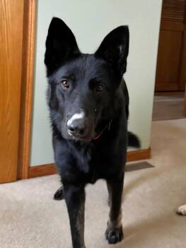Rescue German Shepherd Dog Dogs for Adoption in Sioux City, Iowa - Vallen | PetCurious