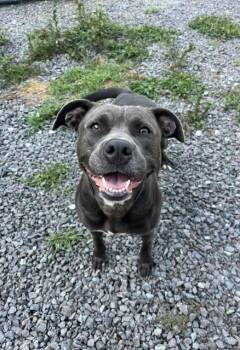 Hershey -  Pit Bull Terrier Dog for Adoption in Mocksville, North Carolina - Hershey | PetCurious