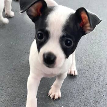 Chihuahua Dogs Available for Adoption in Tampa, Florida - Tres Leches | PetCurious