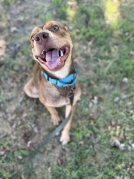 Rescue Pit Bull Terrier and Shepherd Dogs for Adoption in Oklahoma City, Oklahoma - Snickers FosterHome | PetCurious