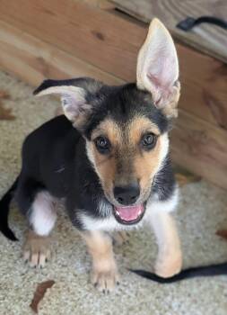 Rescue German Shepherd Dog Dogs for Adoption in Austin, Texas - Edward | PetCurious