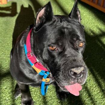 TREASURE -  Cane Corso Dog for Adoption in Las Vegas, Nevada - TREASURE | PetCurious